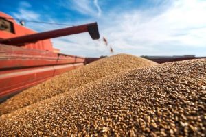 uzbekistan-boosts-wheat-imports-from-kazakhstan-94fceeb