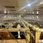 Узбекистан усиливает агропотенциал: Ташкент принял 93 тонны элитного скота