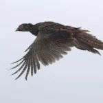 Забота о дикой природе: как Турция возвращает животным их естественный дом