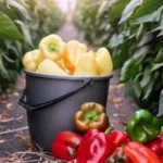 Кыргызстан укрепляет агропозиции: рекордные урожаи и доступ на рынки ЕС