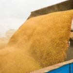 Казахстан – житница региона: экспорт зерна бьет рекорды, охватывая тюркский мир