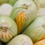 Аграрный экспорт: кыргызская кукуруза начала покорение китайского рынка