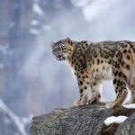 Экофестиваль в Кемине: сохранение снежного барса и развитие туризма